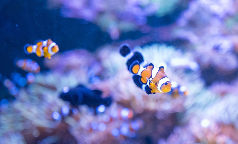 AquaRio: O Amor está no Mar