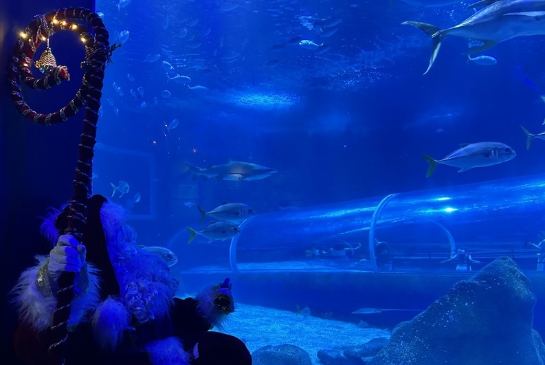 Programação natalina no AquaRio tem várias atrações