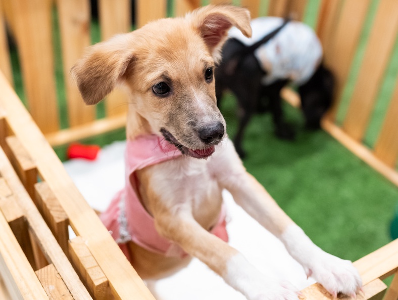 Shopping Grande Rio promove adoção de cães e gatos