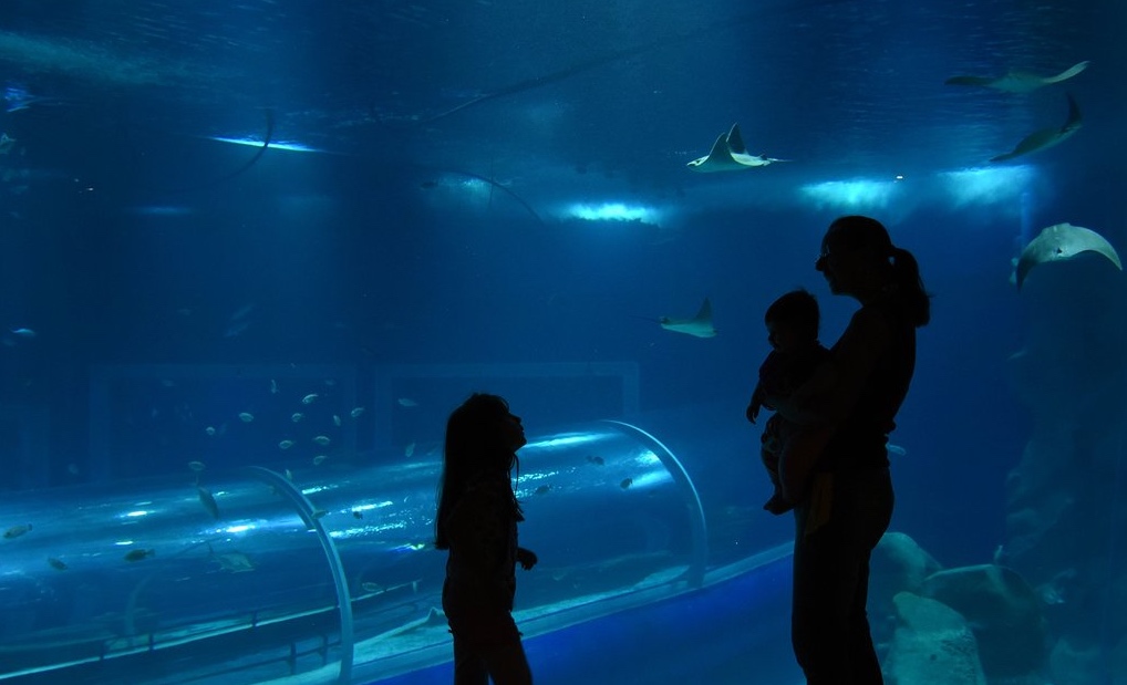 Dia das Mães: AquaRio oferece ingresso promocional para mães cariocas